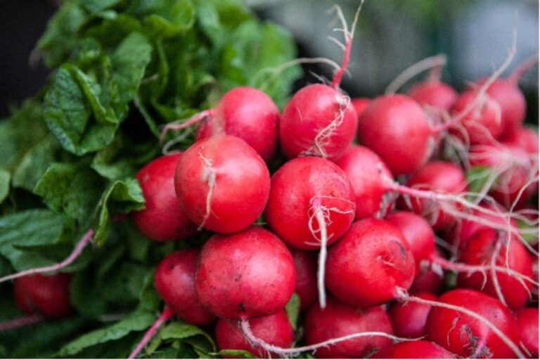 NYC Health + Hospitals Announces New Season of Farmers Markets Near Patient Care Sites
